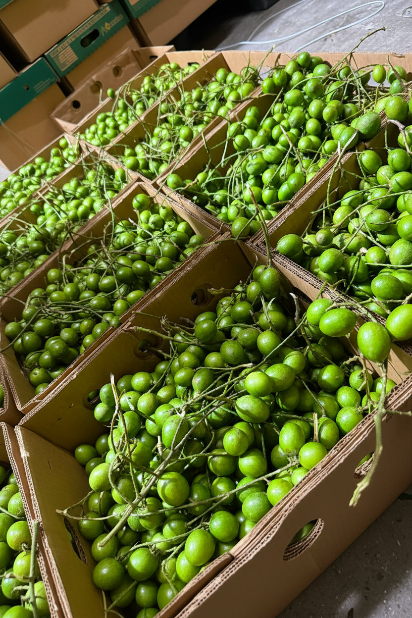 Exotic Spanish
Lime