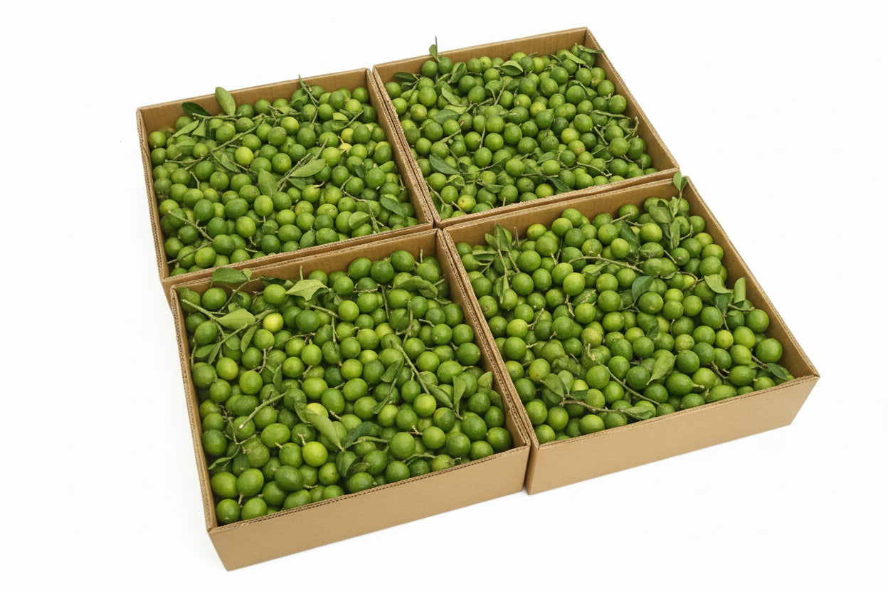 Exotic Spanish
Lime
